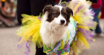 Folia com pets: como curtir o Carnaval sem estresse com os animais de estimação