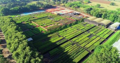 RE.GREEN busca parcerias para ampliar restauração de florestas