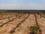 Desmatamento no Cerrado caiu 33%; Maranhão possui maior número de hectares perdidos