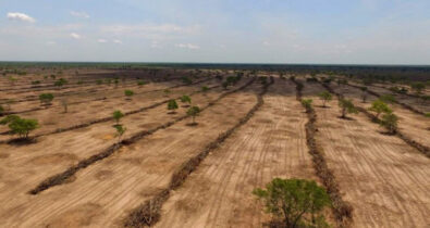 Desmatamento no Cerrado caiu 33%; Maranhão possui maior número de hectares perdidos