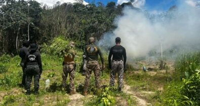 Forças de segurança do Maranhão erradicam 36 Mil pés de Maconha em Operação Especial