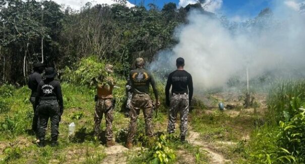 Forças de segurança do Maranhão erradicam 36 Mil pés de Maconha em Operação Especial