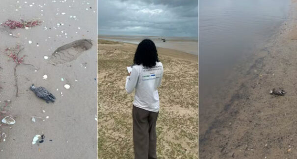 Febre do Nilo: Aged descarta doença como causa das mortes de 100 aves no interior do MA