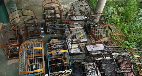PMMA resgata pássaros mantidos ilegalmente em cativeiro
