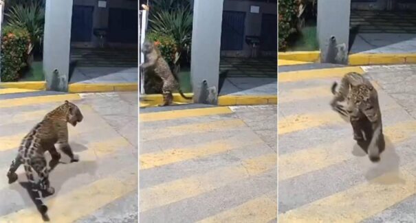 Onça-pintada que circula em Imperatriz pode ter sido criada em cativeiro, afirma biólogo