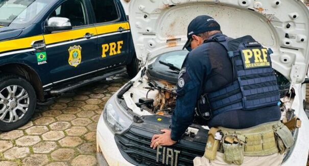Operação da PRF no Maranhão resulta em recuperação de onze veículos e resgate de aves silvestres