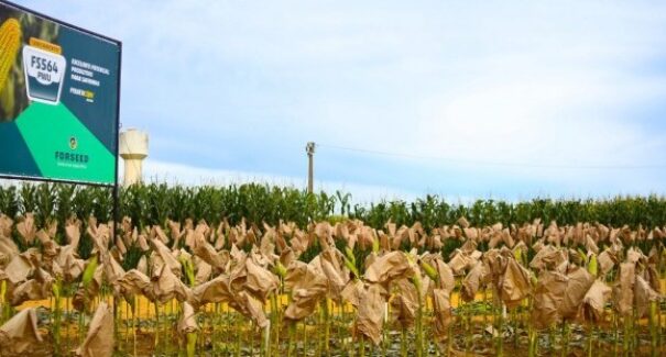 Maranhão registra crescimento do PIB e supera média nacional, revela estudo do Imesc