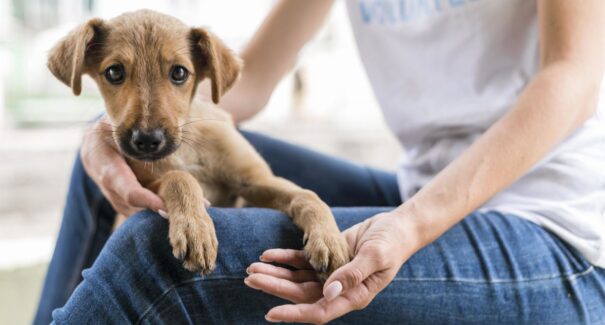 “RG animal”: governo lança sistema nacional de identificação de cães e gatos