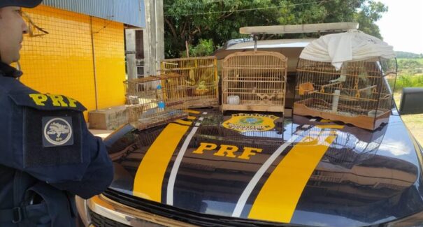 PRF resgata aves silvestres em ações de combate aos crimes ambientais em Açailândia