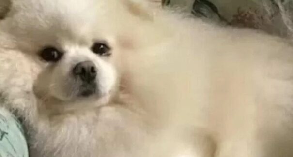 ‘Ele foi praticamente torrado’, diz tutor de cão morto após banho em petshop
