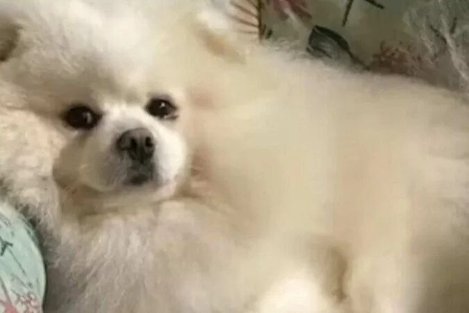 Segundo o dono, o animal foi entregue com temperatura corporal superior a 42° graus e foi 