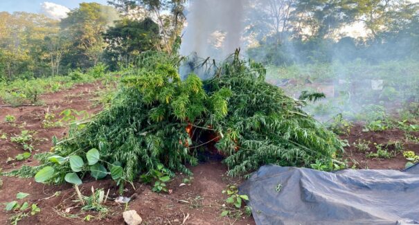 Mais de 12 mil pés de maconha são destruídos em Barra do Corda e Jenipapo dos Vieiras