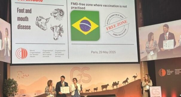 Brasil é certificado internacionalmente como zona livre de aftosa sem vacinação