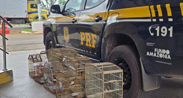 Oito aves silvestres mantidas em cativeiro são resgatadas em Imperatriz