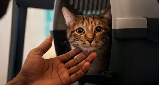 STJ autoriza companhias aéreas a vetar animais de suporte emocional em cabine
