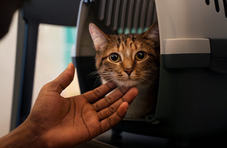 STJ autoriza companhias aéreas a vetar animais de suporte emocional em cabine