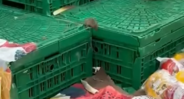 Rato é filmado passeando por produtos do Supermercado Mateus no bairro Renascença