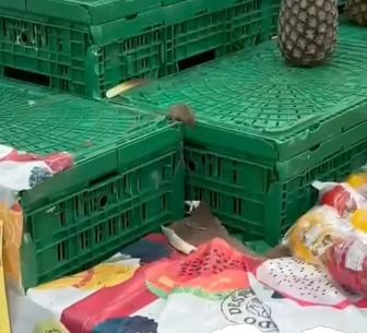 Rato é filmado passeando por produtos do Supermercado Mateus no bairro Renascença