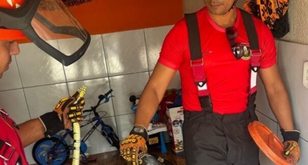 Bombeiros alertam para cuidados no contato com animais peçonhentos e silvestres