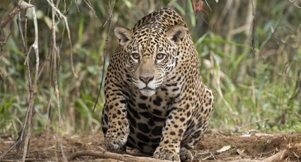 Onça-pintada está em perigo de extinção no Maranhão