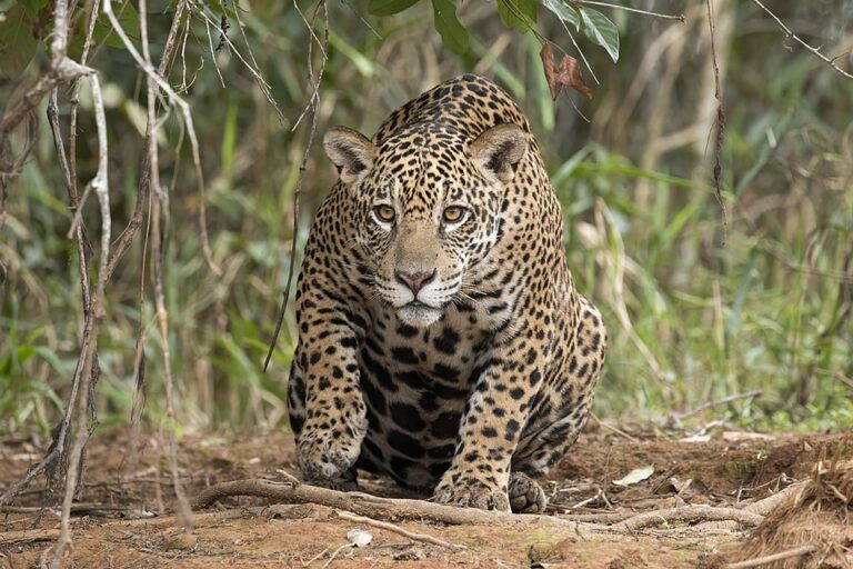 Onça-pintada está em perigo de extinção no Maranhão