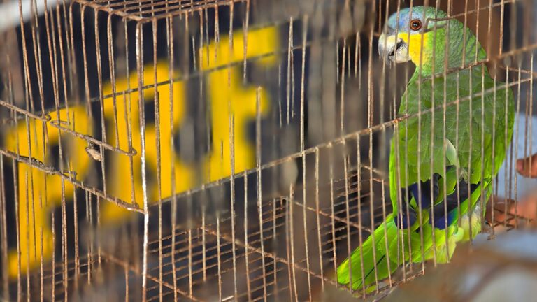 Aves apreendidas (Foto: Reprodução)