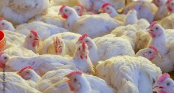 Aged intensifica ações de vigilância para aves