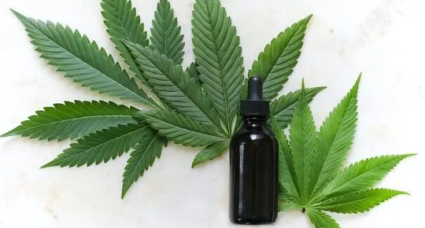 Anvisa atualiza medidas sobre cannabis medicinal e amplia acessos à população