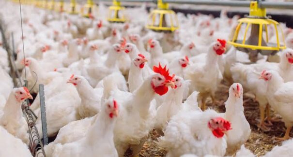 Argentina suspende importações de aves do Brasil após caso de gripe aviária