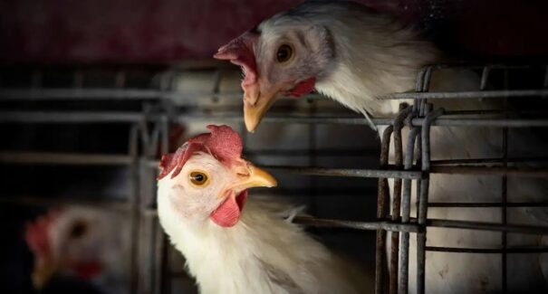 Gripe aviária: 16 países suspendem restrição à carne brasileira 