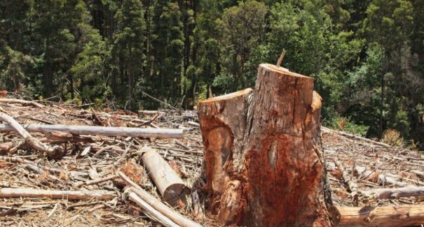 Estado do Maranhão e fazendeira são condenados por danos ambientais em reserva biológica