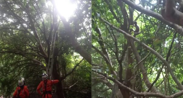 Maranhense desaparecido desde março é encontrado em cima de árvore em Salvador