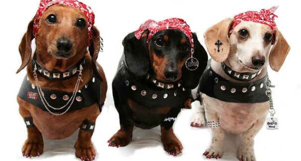 Governo sanciona lei que proíbe piercings e tatuagens feitas em animais