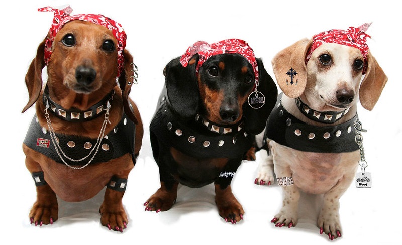 Governo sanciona lei que proíbe piercings e tatuagens feitas em animais