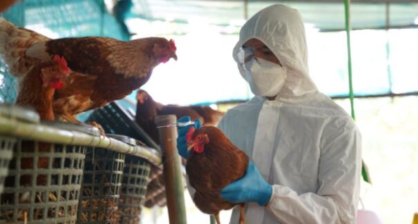 Brasil recupera status de país livre da gripe aviária