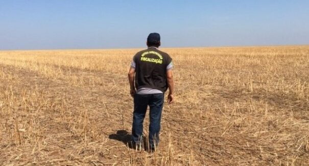 Vazio sanitário da soja começa nesta quinta (3) no Sul do Maranhão