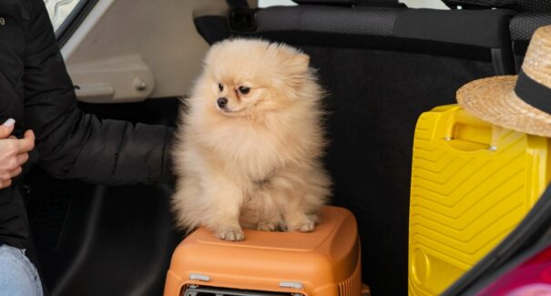 Saiba como tornar viagens seguras e menos estressantes para os pets
