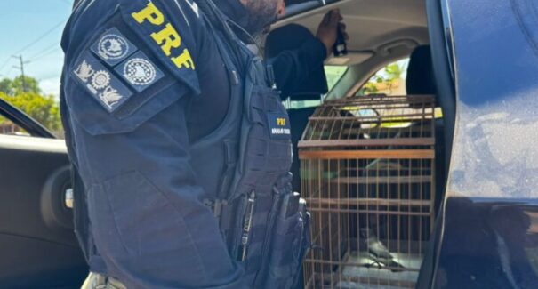 PRF resgata animal silvestre transportado de forma irregular