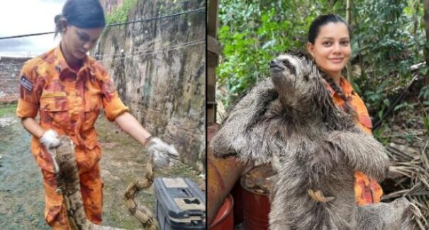 Corpo de Bombeiros captura mais de 1,3 mil animais silvestres em São Luís