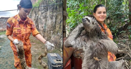 Corpo de Bombeiros captura mais de 1,3 mil animais silvestres em São Luís