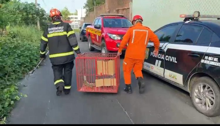 Segundo a Delegacia de Meio Ambiente (DEMA), desde o último dia 11 de julho, equipes do Corpo de Bombeiros e do Batalhão da Polícia Ambiental vinham tentando resgatar os animais (Foto: Divulgação/PC-MA)