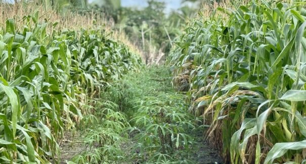 Dia de Campo debate práticas sustentáveis na agricultura familiar em comunidade quilombola do Maranhão