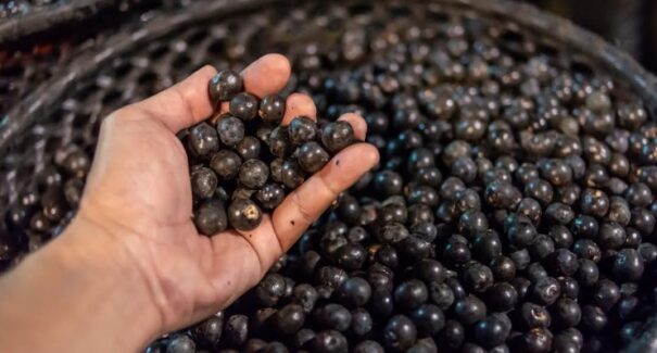Eneva investe na construção de viveiro florestal no Maranhão para produção de mudas nativas da Amazônia