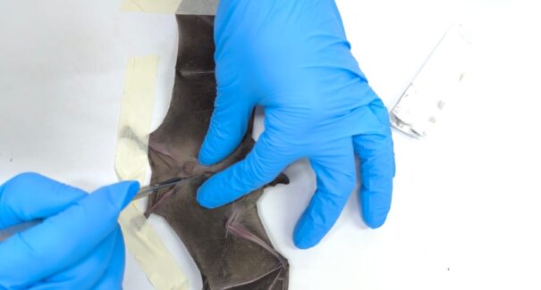 Estudos inovadores em genética e saúde animal ganham prêmio internacional