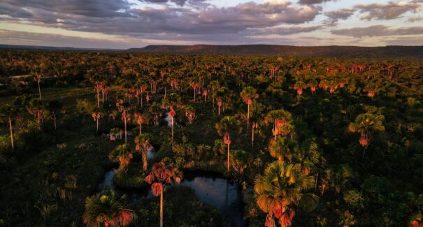 Maranhão registra maior queda no desmatamento do Cerrado com redução de 34,05%