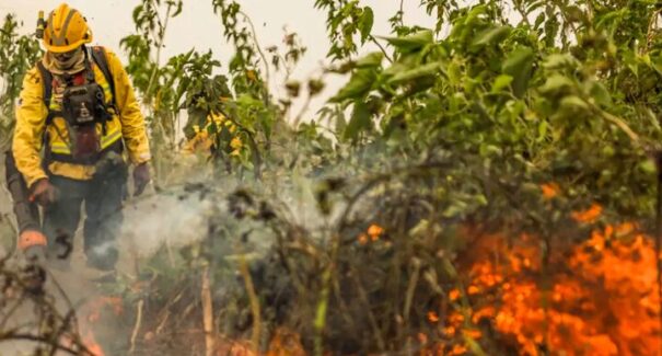 Brasil reduz focos de calor e áreas queimadas em julho; Pantanal lidera queda