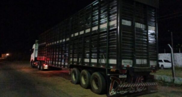Caminhoneiro embriagado é preso pela PRF, em Imperatriz, transportando cabeças de gado