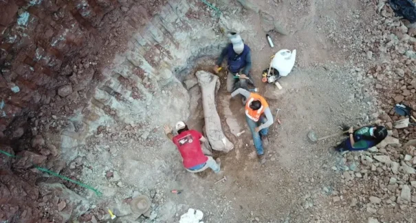 Nova espécie de dinossauro é identificada no Maranhão e fósseis retornam ao estado após estudo científico