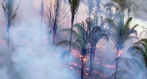 Agronegócio avança em florestas de babaçu