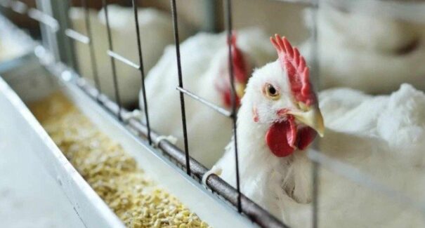 Brasil recebe reconhecimento da União Europeia como livre da gripe aviária